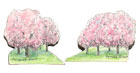 cherry-trees.jpg Art Card